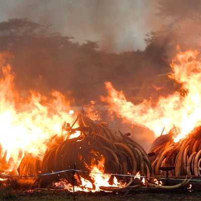 Ivory burns in Kenya